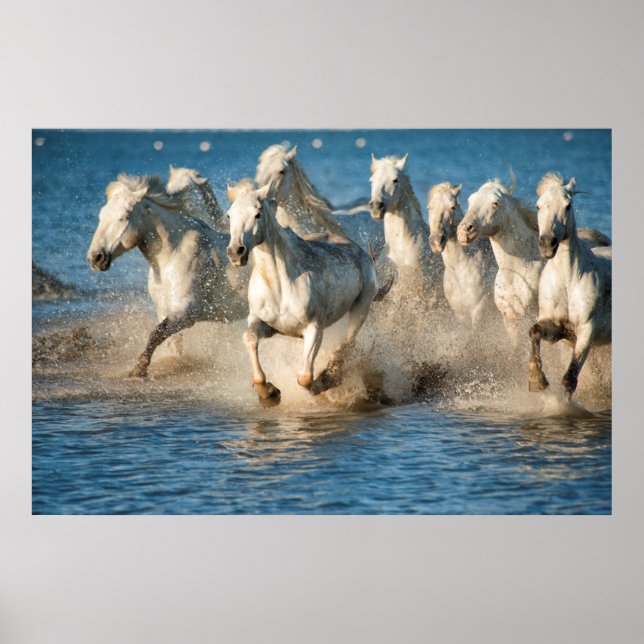 Póster Caballos blancos de Camargue, Francia (Frente)