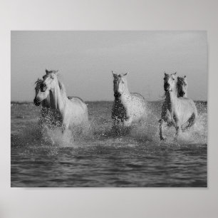 Póster Caballos blancos, océano, fotografía en blanco y n