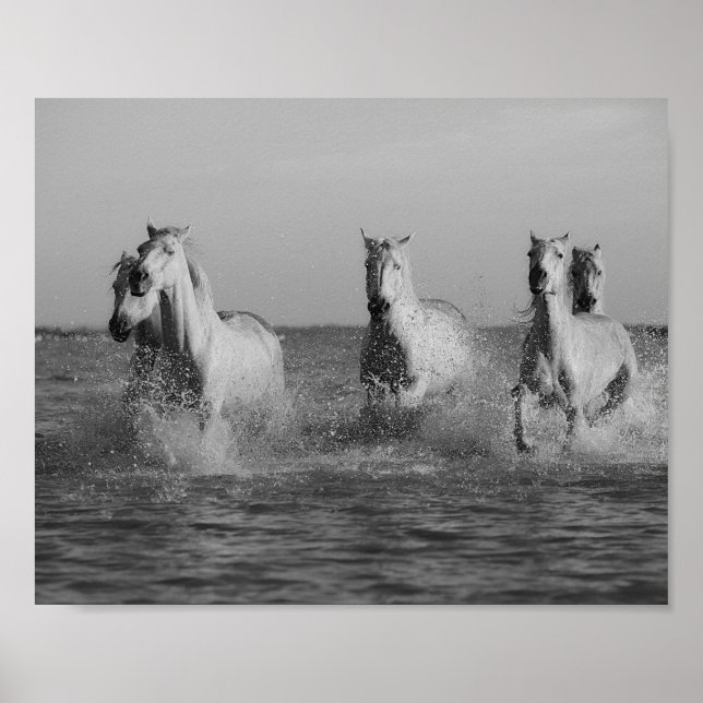 Póster Caballos blancos, océano, fotografía en blanco y n (Frente)