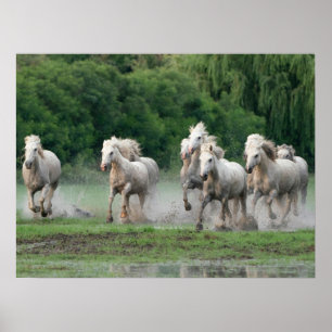 Póster Caballos Camargue corriendo en el agua