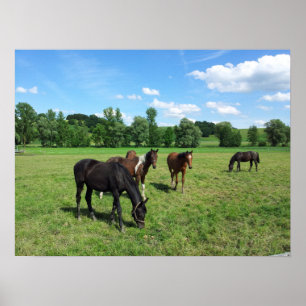 Póster Caballos con manchas en una pastura verde