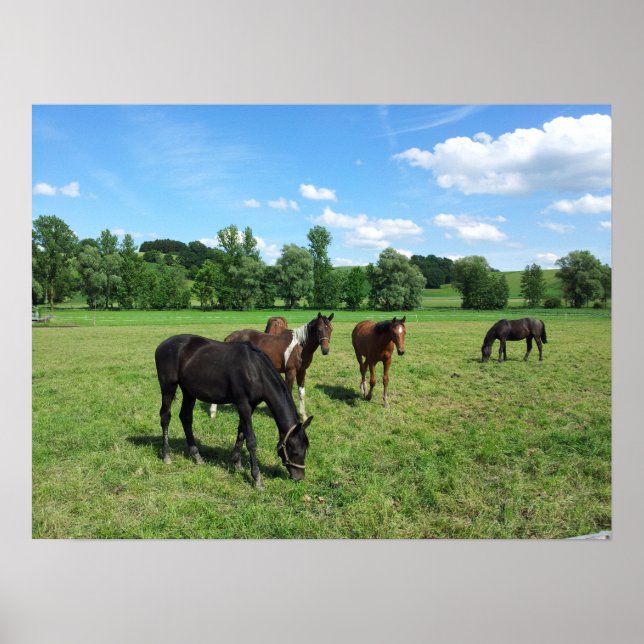 Póster Caballos con manchas en una pastura verde (Frente)