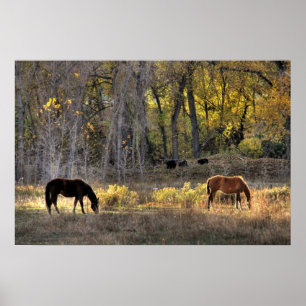 Póster Caballos con osos en Poster de fotografía de fondo