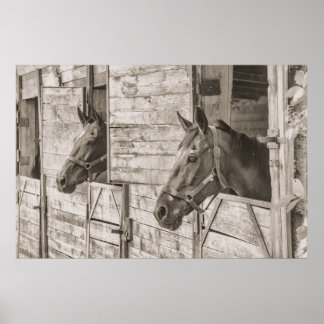 Póster Caballos con Poster estable