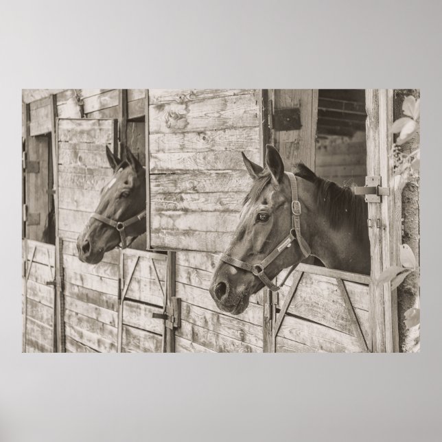Póster Caballos con Poster estable (Frente)