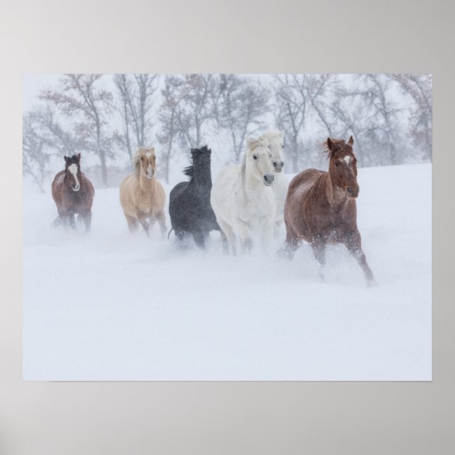 Póster Caballos corriendo a través de la nieve (Frente)
