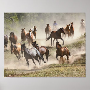 Póster Caballos corriendo durante la rodeo, Montana