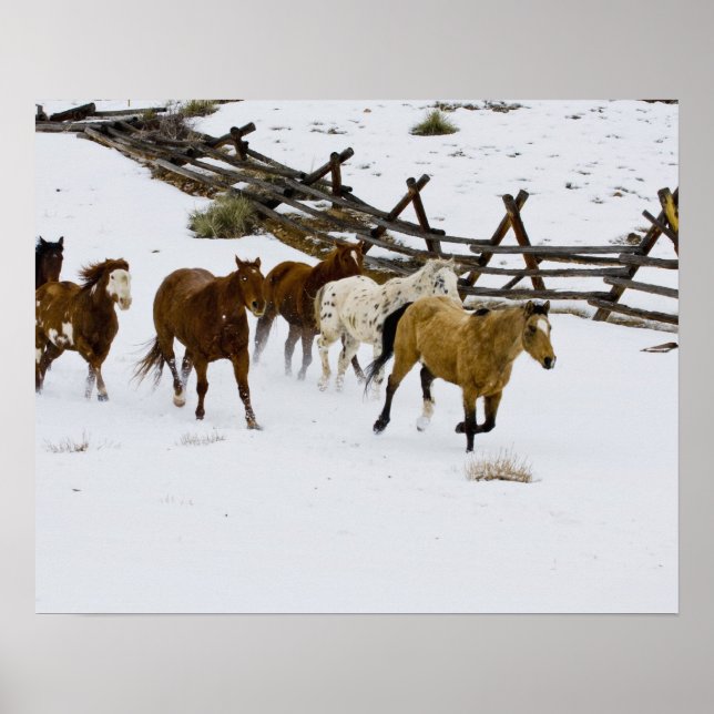Póster Caballos corriendo en la nieve (Frente)