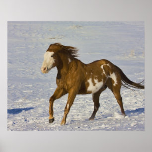 Póster Caballos corriendo en nieve