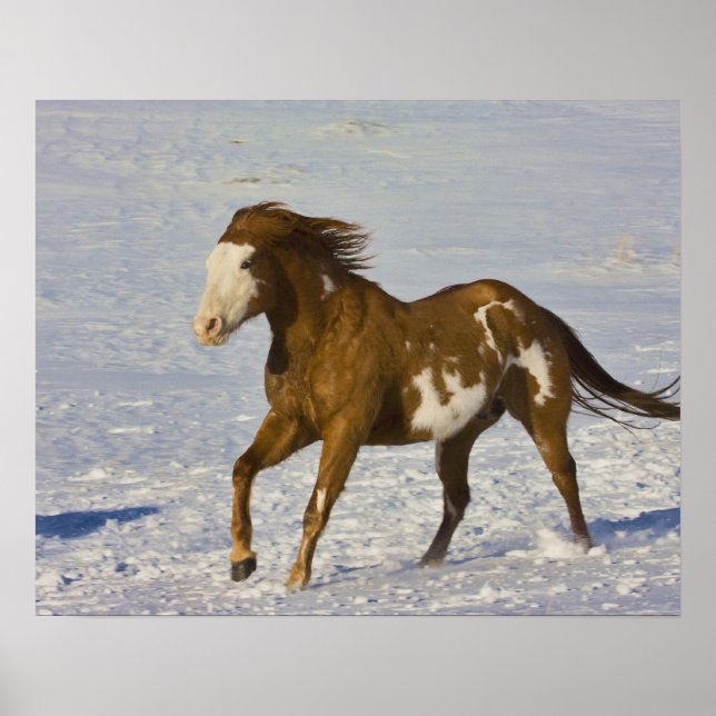 Póster Caballos corriendo en nieve (Frente)