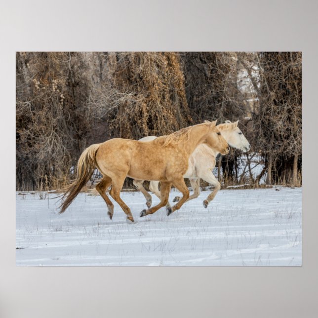 Póster Caballos Corriendo en Nieve (Frente)
