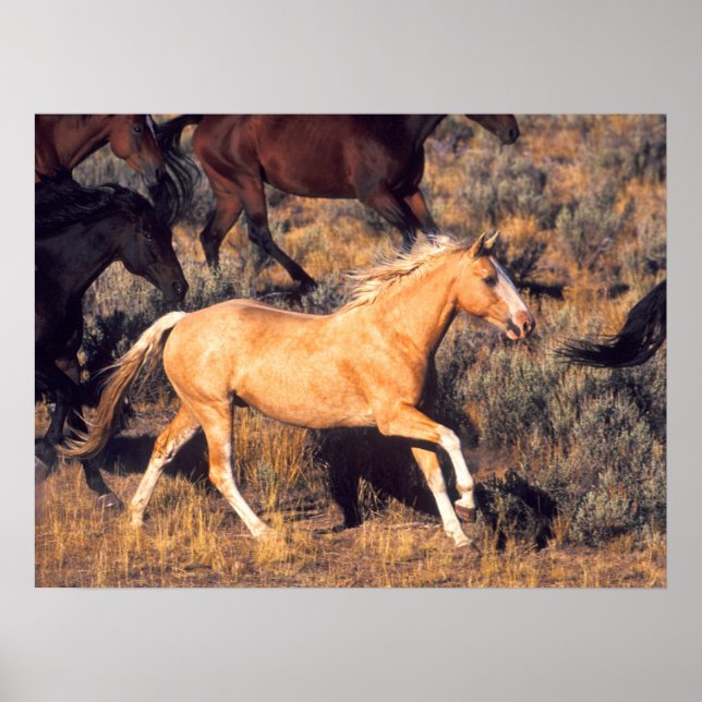 Póster Caballos corriendo en un rancho Ponderosa (Frente)