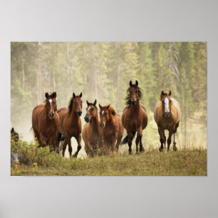 Póster Caballos creyendo una pequeña colina durante el re