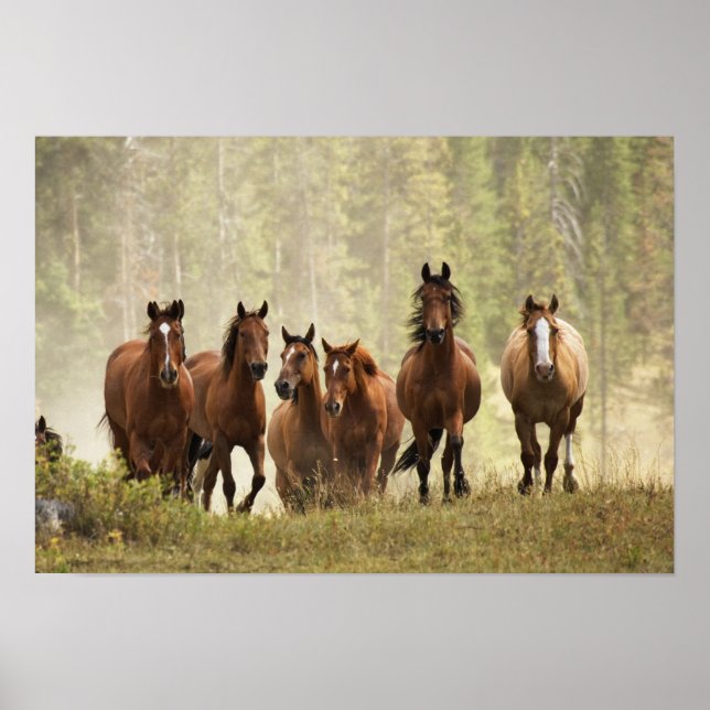 Póster Caballos creyendo una pequeña colina durante el re (Frente)