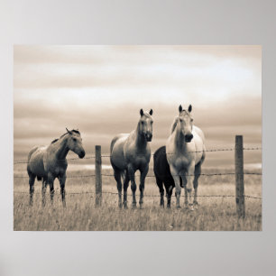 Póster Caballos Cuarto de Milla en la Pradera Canadiense