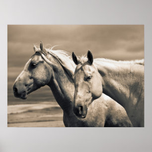 Póster Caballos Cuarto de Milla en la Pradera Canadiense
