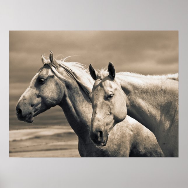 Póster Caballos Cuarto de Milla en la Pradera Canadiense (Frente)