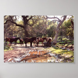 Póster Caballos de Agua Tres Ríos California