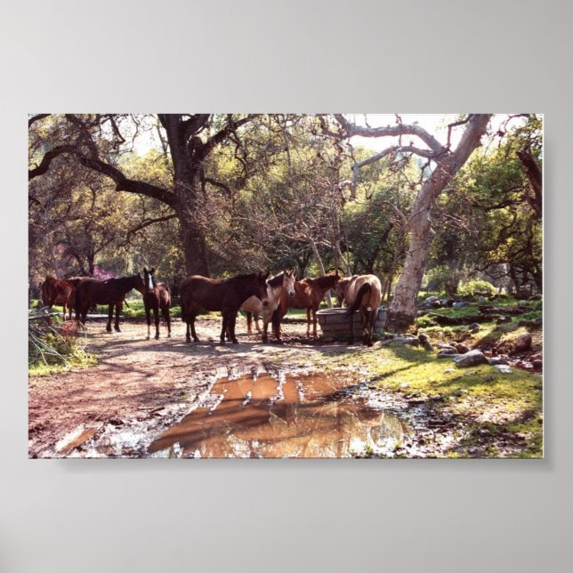 Póster Caballos de Agua Tres Ríos California (Frente)