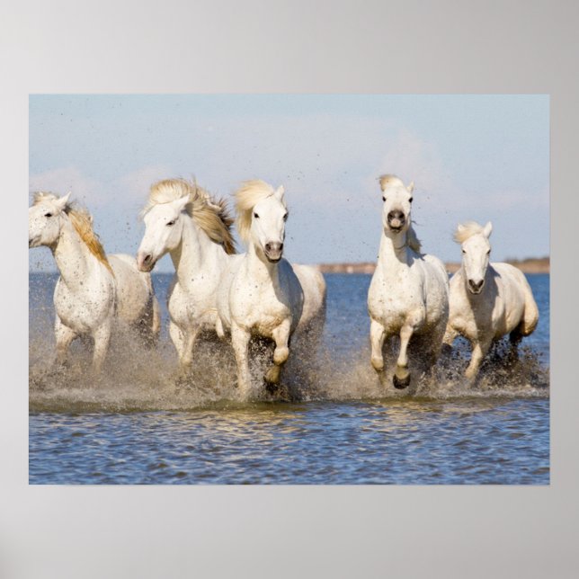 Póster Caballos de Camarga (Frente)