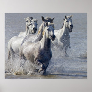 Póster Caballos de Camarga corriendo en la marisma para c