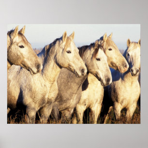Póster Caballos de Camargue (Eguus caballus)