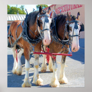 Póster Caballos de Clydesdale