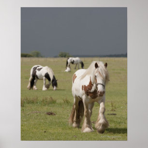 Póster Caballos de Clydesdale en un campo, Northumberland