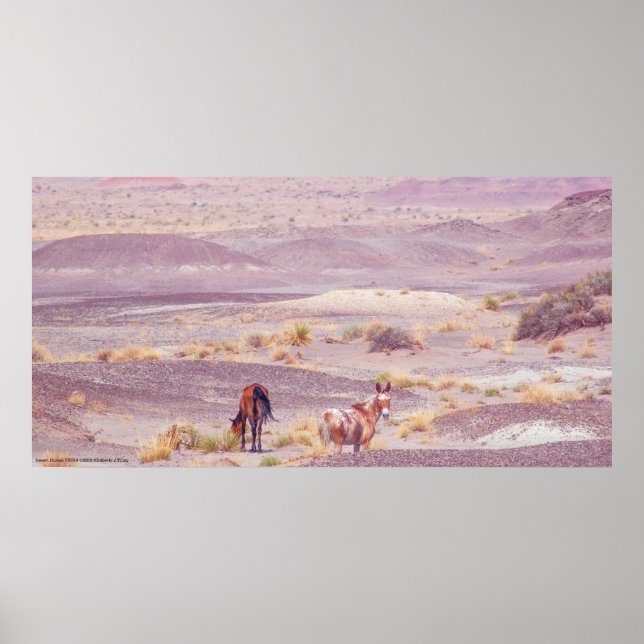 Póster Caballos de desierto P8639 (Frente)