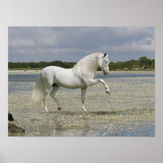 Póster Caballos de fantasía: Señor del lago (Frente)