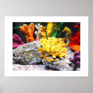 Póster Caballos de mar