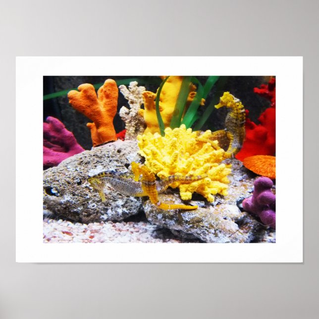 Póster Caballos de mar (Frente)