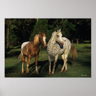 Póster Caballos del Appaloosa