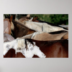 Póster Caballos del arco iris