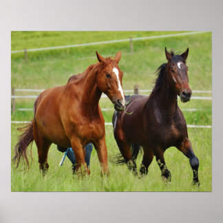 Póster Caballos dobles