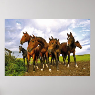 Póster Caballos en el campo
