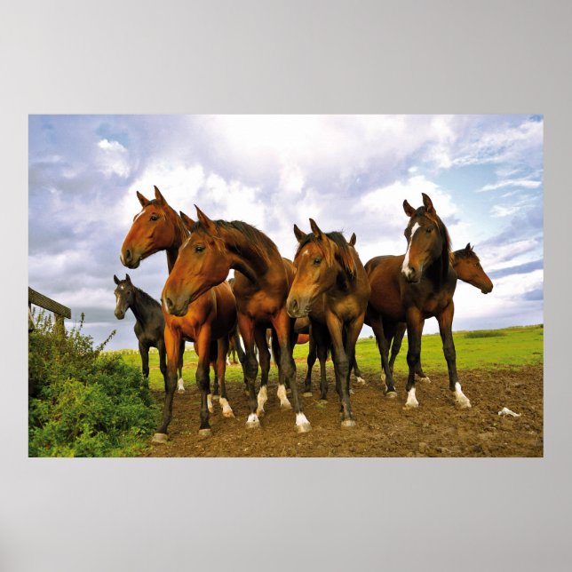 Póster Caballos en el campo (Frente)