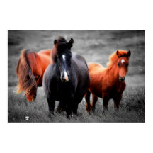 Caballos En El Campo Fotografía De Color Parcial