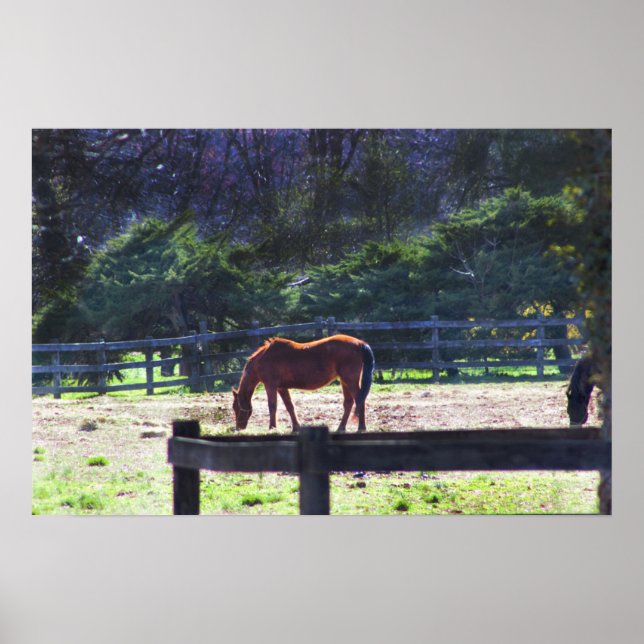 Póster Caballos en el Poster de la granja (Frente)