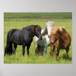Póster Caballos en el rancho, sur de Islandia
