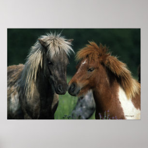 Póster Caballos en miniatura