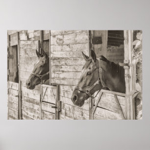 Póster Caballos en poster estable