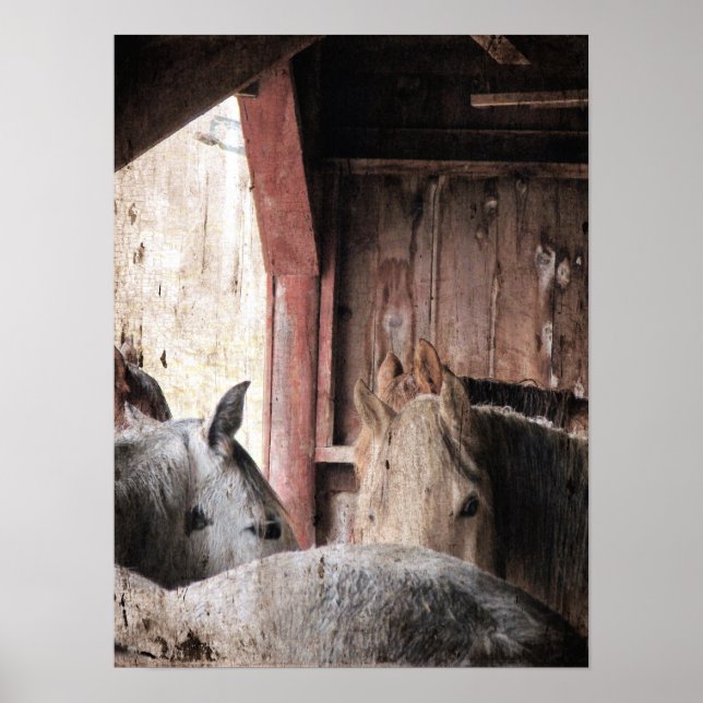 Póster Caballos en un granero en un día lluvioso (Frente)