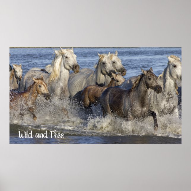 Póster Caballos galopando en el agua (Frente)