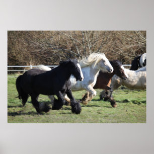 Póster Caballos Gypsy Vanner en carrera