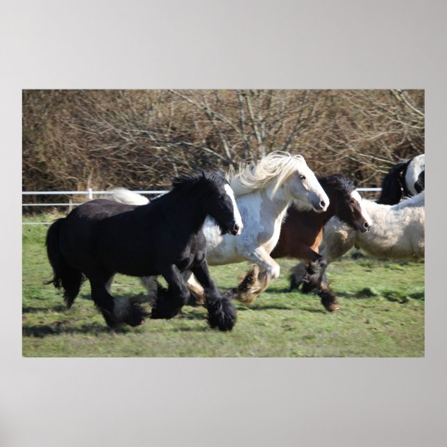Póster Caballos Gypsy Vanner en carrera (Frente)