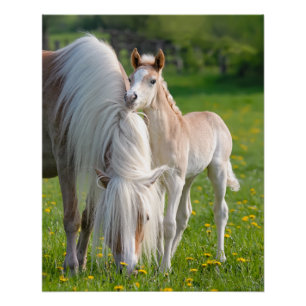 Póster Caballos Haflinger Ternera De Bebé Con Foto De Mam