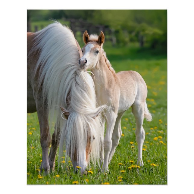 Póster Caballos Haflinger Ternera De Bebé Con Foto De Mam (Anverso)