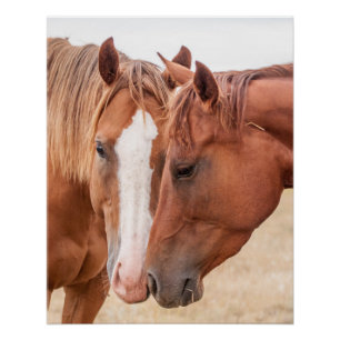Póster Caballos hociqueando en un prado
