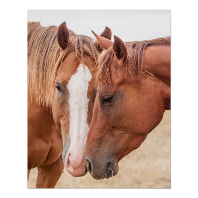 Póster Caballos hociqueando en un prado (Anverso)